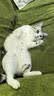 诚实一口P40全价猫粮成猫幼猫室内外80%鲜肉高蛋白长肉美毛鸡鱼味6kg 实拍图