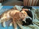 鲜朗主食猫条磷虾三文鱼油营养全价成猫幼猫湿粮无添加非零食补水湿粮 鸡肉味【12g/支】 4支【试吃装】 实拍图