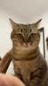 LEGENDSANDY蓝氏 低温烘焙猫粮成猫幼猫全价鲜肉粮 荒野猎兔0.05kg-赠品勿购 实拍图