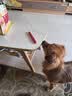麦富迪 狗狗零食 藻趣儿火腿肠成幼犬训练奖励宠物零食混合味1000g 实拍图