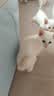 倍酷幼猫适用 营养速补帮助成长怀孕新生猫咪专用宠物羊奶粉 340g 实拍图