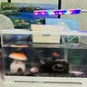 萌嘟星宠 鱼缸造景装饰仿真树洞躲避硐摆件鱼虾繁殖躲避罐水族箱创意布景 实拍图
