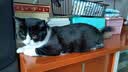 伟嘉成猫猫粮3.6kg海洋鱼味布偶夹心粮【原料透明】 实拍图