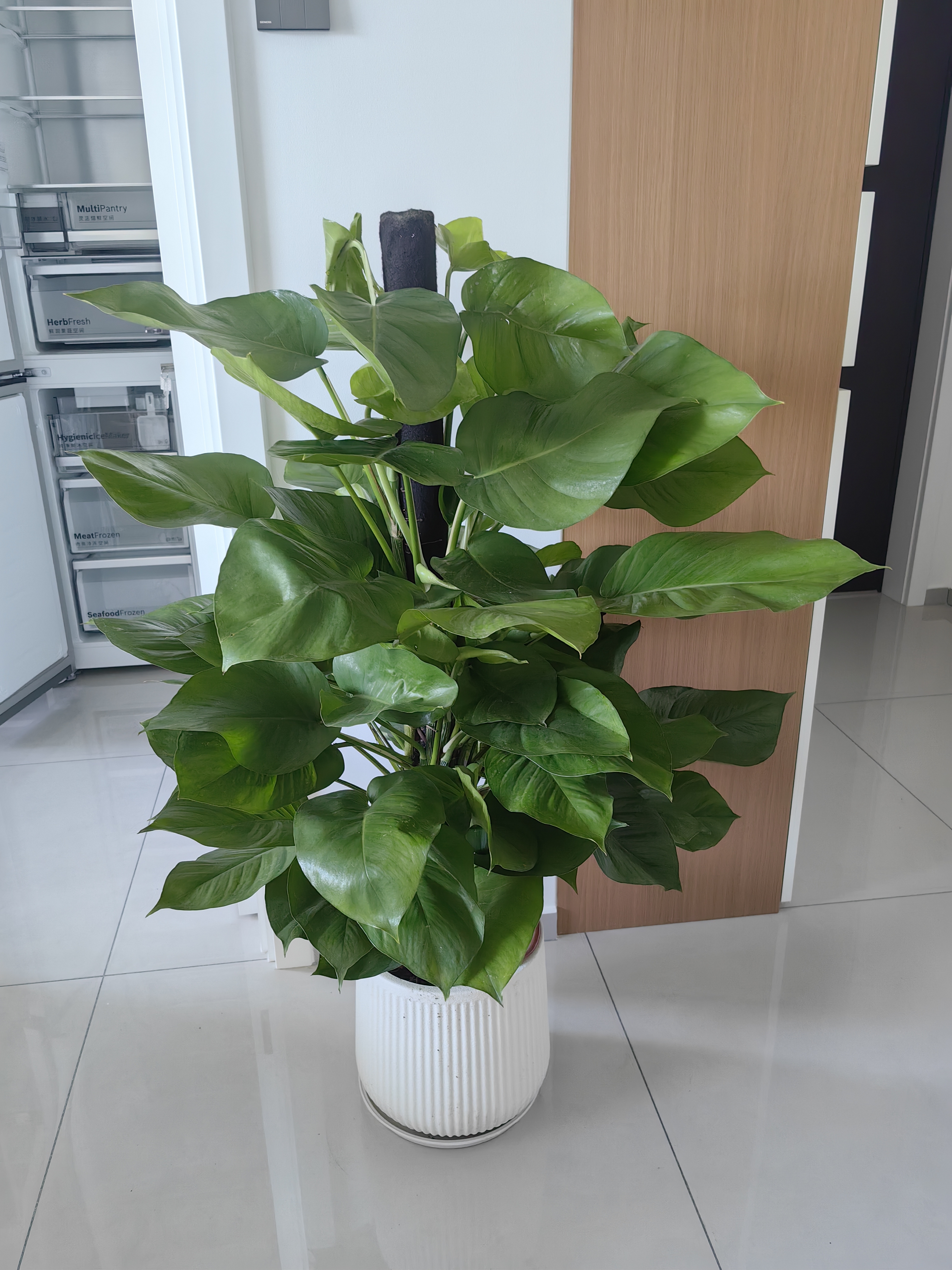 叹为观止大型植物发财树各种大颗盆栽开业乔迁客厅办公室内好养大型花卉 造型鸭脚木【1.5-1.7米】 不含盆 实拍图