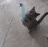 【王炸福利】仙女逗猫棒猫咪玩具带铃铛逗猫神器耐咬羽毛逗猫棒 丝带粉色款1支（领券可拍两单 实拍图