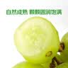 【七鲜Wow果】花香阳光玫瑰青提约500g 实拍图