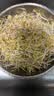 十月稻田 绿豆 500g 一级 低脂粗粮 东北杂粮 绿豆汤 可发豆芽 豆浆豆 实拍图