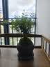 八芽 小叶赤楠盆景摆件室内绿植花卉盆栽老桩客厅办公室桌面好养植物 【推荐款】小叶赤楠+舍得紫砂盆+苔藓铺面+底座 实拍图
