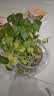 意轩铜钱草水培盆栽室内室外花卉金钱草绿植吸绿植花草植物 铜钱草1盆+玻璃水仙盆(带叶发货) 实拍图