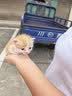 拜达尔猫咪幼猫0乳糖羊奶粉200g狗狗幼犬绵羊奶宠物新生全阶段康复营养 实拍图