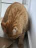 醇粹黑标深海鱼猫粮无谷冻干成猫幼猫鱼油护毛宠物猫干粮5kg 实拍图