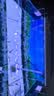 LED全光鱼缸灯同款水族箱鱼缸照明灯架水草灯增艳发色灯神灯节能 7瓦蓝白光28cm（适合30-40cm鱼缸） 四排灯珠 实拍图
