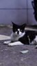 索尼(SONY) α A6400 A6300 A6600 a6000视频直播4K二手微单相机 A6400 单机 颜色随机 99新 实拍图