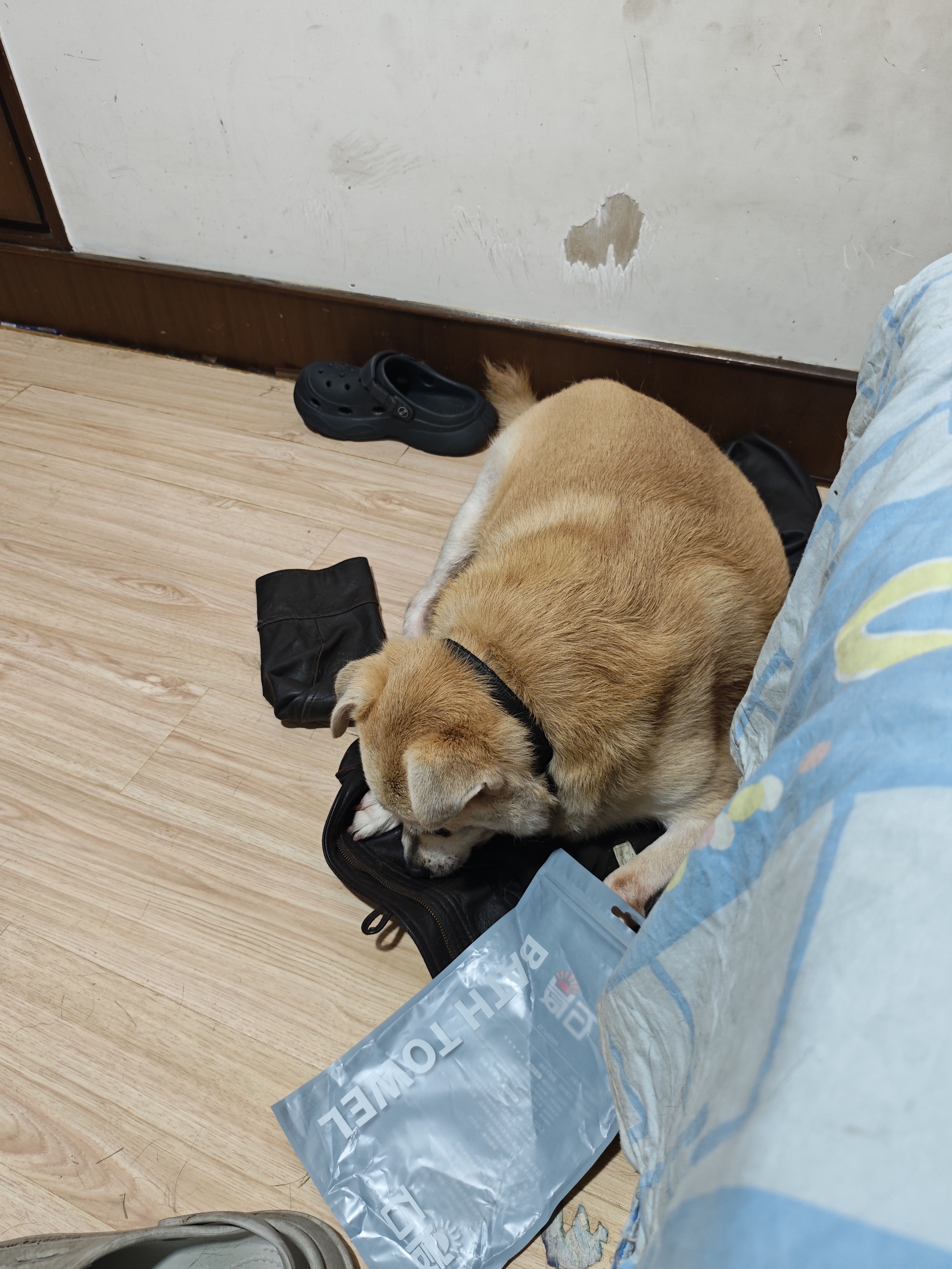 朗亲猫粮成猫专用全价主粮英短蓝猫全猫种通用型猫干粮5kg 实拍图