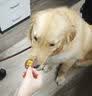 LEGENDSANDY蓝氏狗粮真鲜乳鸽中小型犬泰迪比熊生骨肉冻干鲜肉犬粮1.5kg*6包 实拍图