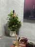 叹为观止大型植物发财树各种大颗盆栽开业乔迁客厅办公室内好养大型花卉 大叶绿萝【1.2-1.4米】 含盆 实拍图