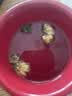 艺福堂胎菊花茶50g 新花无硫熏杭白菊 特养生凉茶级可搭配玫瑰花枸杞 实拍图