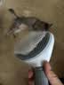 茨格曼猫梳子梳毛刷猫咪去浮毛猫毛清理器除毛器针梳狗狗梳子宠物用品 实拍图