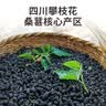 同芙 桑葚干500g 攀枝花无沙大果黑桑椹干 果干泡水养生茶滋补品礼品 实拍图