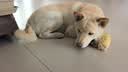 皇家狗粮 柴犬幼犬狗粮 犬粮 宠物小型犬 SIJ29 全价犬粮 2-10月 3KG 实拍图
