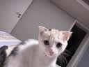 多特思湿猫粮幼猫奶糕酱离乳期幼猫零食猫条进口羊乳羊奶益生元猫条25支 实拍图