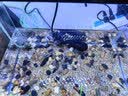 森森（SUNSUN）鱼缸加热棒自动恒温水族箱防爆加热器鱼缸水族用品 三代升级50W 急速加热 适合25L水以下 实拍图
