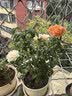 果汁阳台月季花苗四季开花卉盆栽绿植物室内花易活玫瑰带花苞庭院 果汁阳台【大花浓香，月月开分枝多】 【带花苞】【盆口径15cm】原盆冠25高35 实拍图