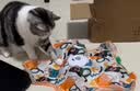 欢宠网猫玩具猫咪五角星捕捉罩捕猎电动自动逗猫棒猫猫小猫幼猫自嗨解闷 实拍图