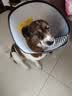 憨憨乐园伊丽莎白圈耻辱圈狗狗猫项圈猫咪头套宠物脖套大型犬防咬圈用品1 实拍图