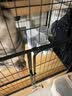 疯狂的主人猫咪狗狗饮水机猫粮全自动喂食器猫碗狗碗用品猫投喂宠物喝水神器 实拍图