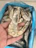 鲜京采 原装进口厄瓜多尔白虾 净重3.3斤 大号30-40规格 50-66只/盒 实拍图