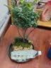 植筑小叶紫檀吸水石造型盆景摆件办公室桌面茶室内客厅盆栽水培绿植物 天然吸水石+小叶森林紫檀+（塑料盆） 高48cm*宽28cm*长32cm 实拍图