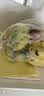 京喜加新鲜现摘正宗小米蕉皇帝蕉小香蕉软糯可口水果宝宝蕉 带箱5斤 实拍图