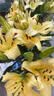 吉米鹿香水百合花鲜花A级【黄色20朵+送2朵】云南基地鲜切花束源头直发 实拍图