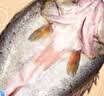 仙泉湖三去白蕉海鲈鱼1斤/条净膛刺少肉厚珠海特产500g海鲜中秋生鲜食材 实拍图