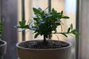 史丹利喜酸植物山茶花杜鹃花栀子茉莉花专用营养土盆栽酸性泥炭土壤10L 实拍图