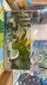 YEE鱼缸金晶超白金鱼裸缸8060家用客厅桌面小草缸龟缸玻璃生态溪流缸 40*23*25*5mm裸缸 实拍图
