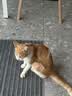 酷奇宠猫笼 大号猫笼子带厕所猫别墅猫窝成猫幼猫猫舍猫屋宠物笼子用品 黄色 大三层 70*54*108cm 实拍图
