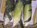 滇味十足（DIANWEISHIZU）水果玉米甜玉米云南金银双色新鲜甜嫩水果玉米棒鲜玉米茄果瓜 金银双色 净重2斤（约3-5根） 实拍图