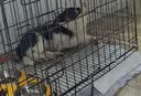 腆宠狗笼狗窝猫笼狗笼子中小型犬带厕所猫笼子大号家用室内狗围栏兔笼 实拍图