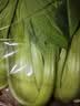 上海青约500g(油菜) 实拍图
