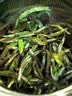 六妙福鼎白茶2026年一级白毫银针 新茶茶叶 罐装茶叶 50g 实拍图