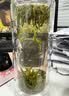 陈一凡 黄山毛峰 正宗2026新茶黄山明前高山绿茶茶叶袋装自饮250g 实拍图