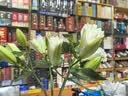 AB级优质香水百合鲜花水培插花家庭生活水养鲜切玫瑰云南产地直发 高品质【AB级随机色大花苞】香水百合10朵+保鲜剂 实拍图