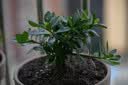 史丹利喜酸植物山茶花杜鹃花栀子茉莉花专用营养土盆栽酸性泥炭土壤10L 实拍图