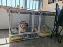 贝初众狗围栏室内宠物围栏狗笼子狗栅栏狗笼小中大型犬猫围栏狗笼折叠 120*60*60cm【适合中小型犬】 【6片】自由拼接组合围栏 加粗加密框架/无惧啃咬 实拍图