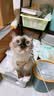 凯锐思银爪P28高蛋白全价猫粮亲和肠胃鲜肉冻干双拼成猫粮 【肠道养护】鱼肉味4斤 实拍图