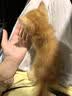 涴喵 纯种宠物猫咪活体金银渐层幼猫全程辅助养猫签订合同双重保障 【金渐层猫】 2026-10-01 - 宠物级 实拍图