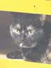疯狂的主人猫抓板耐磨不掉屑剑麻猫窝猫房子替换芯瓦楞纸猫屋立式贴墙猫玩具 实拍图