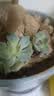 多肉植物精选随机一款多肉好养易活桌面绿植1 一颗随机品种多肉植物 实拍图